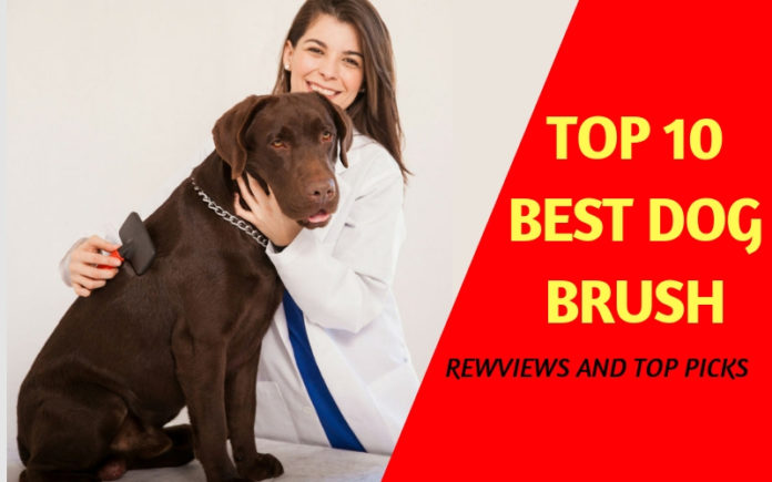 best dog grooming brush