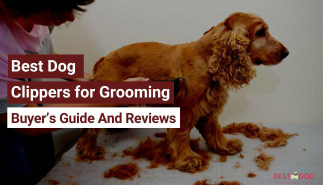 Best Dog Clippers for Grooming