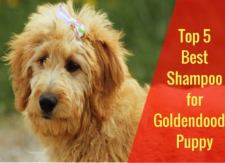 best shampoo for goldendoodle puppy