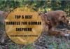Best Harness for German Shepherd