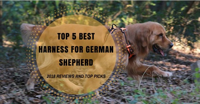 Best Harness for German Shepherd