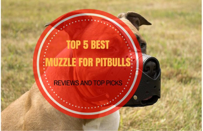 Best Muzzle for Pitbulls