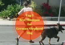 Best Shampoo for German Shepherd Dog
