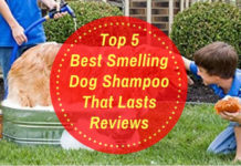 Best Smelling Dog Shampoo That Lasts