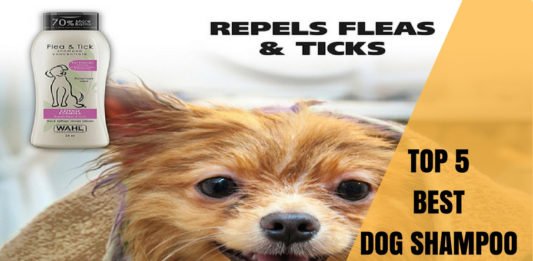 best dog shampoo for fleas and ticks