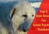 Best Brush For Great Pyrenees