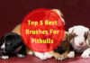 Best Brushes For Pitbulls