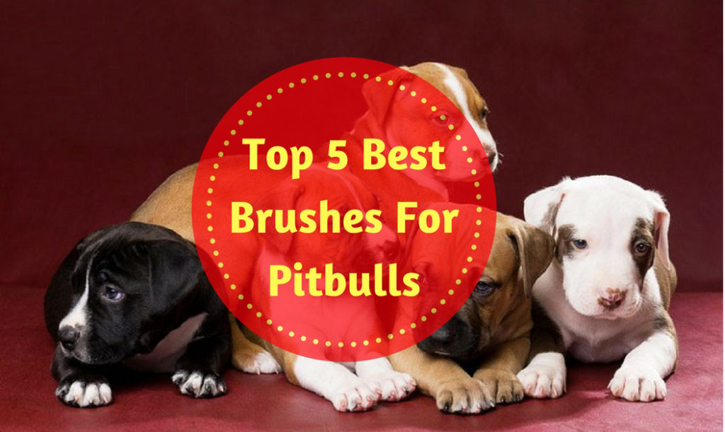 best brush for pitbull hair