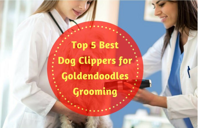 Best Dog Clippers for Goldendoodles