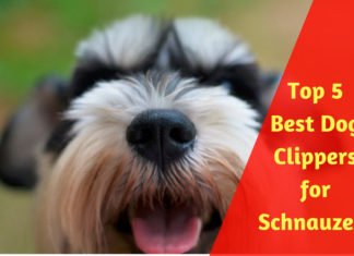 Best Dog Clippers for Schnauzers