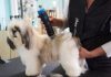 Best Dog Grooming Clippers For Shih-Tzu