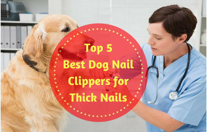 Best Dog Nail Clippers for Thick Nails