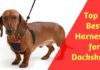 Best Harnesses for Dachshunds