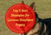 Best Shampoo for German Shepherd Puppy