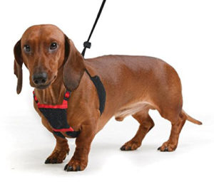 No Pull Dog Harness, Best Harnesses for Dachshunds