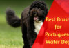 Best Brush for Portuguese Water Dog