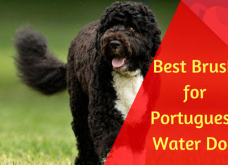 Best Brush for Portuguese Water Dog