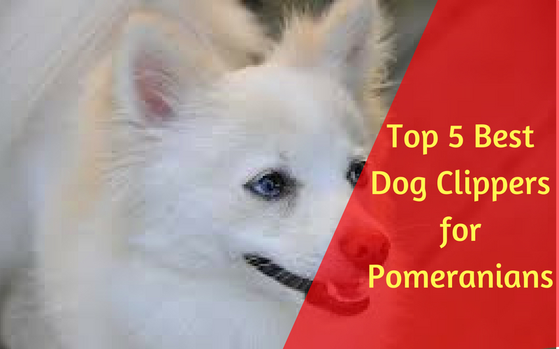 best clippers for pomeranians