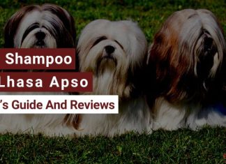 Best Shampoo For Lhasa Apso
