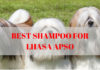 Best shampoo for Lhasa Apso