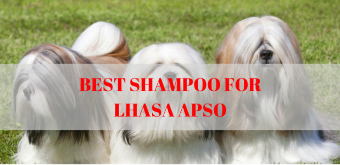 Best shampoo for Lhasa Apso