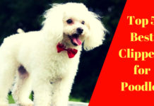 Best Clippers for Poodles