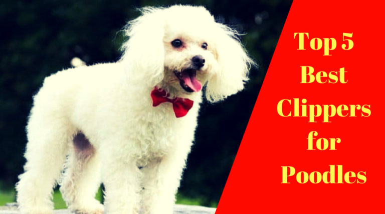 Best Clippers For Poodles 768x428 