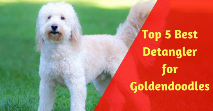 Best Detangler for Goldendoodles