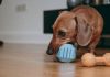 Best Chew Toys For Dachshunds