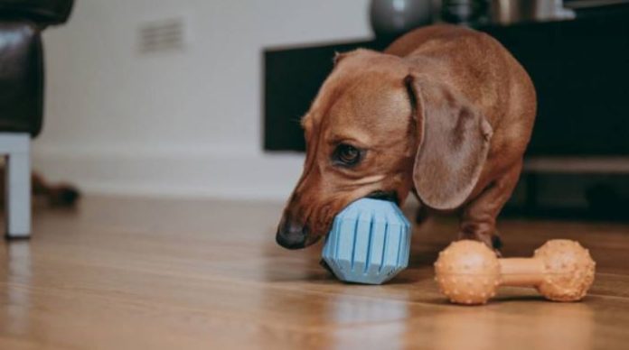 Best Chew Toys For Dachshunds