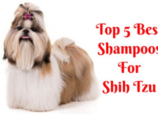 Best Shampoos For Shih Tzu