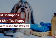 Best Shampoos For Shih Tzu Puppy