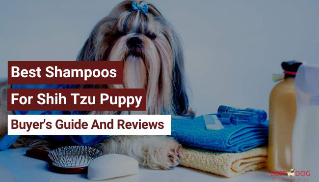 Best Shampoos For Shih Tzu Puppy