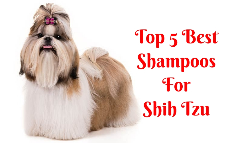 Top 5 Best Shampoos For Shih Tzu Puppy 