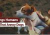 Things Humans Do That Annoy Dogs