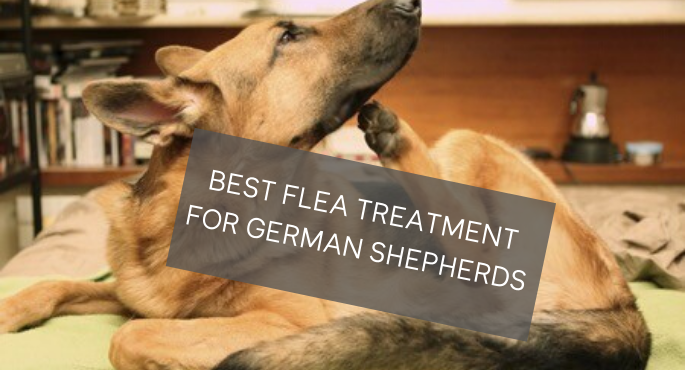 Top 5 Best Flea Treatment for German 