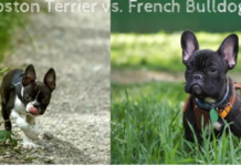 Boston Terrier vs. French Bulldog