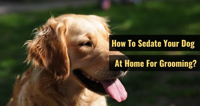 How To Sedate Your Dog At Home For Grooming?
