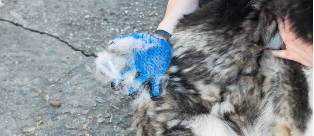 Dog Grooming Glove Reviews