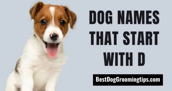 Top Dog Names Starting with D