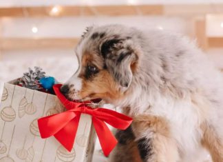 Cute Gifts Ideas for New Dog Owners