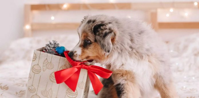 Cute Gifts Ideas for New Dog Owners