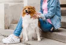 Memorable Gifts For New Dog Owners