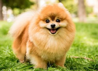 Pomeranian (Pom): Dog Breed