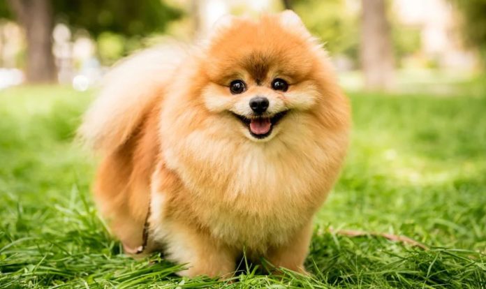 Pomeranian (Pom): Dog Breed
