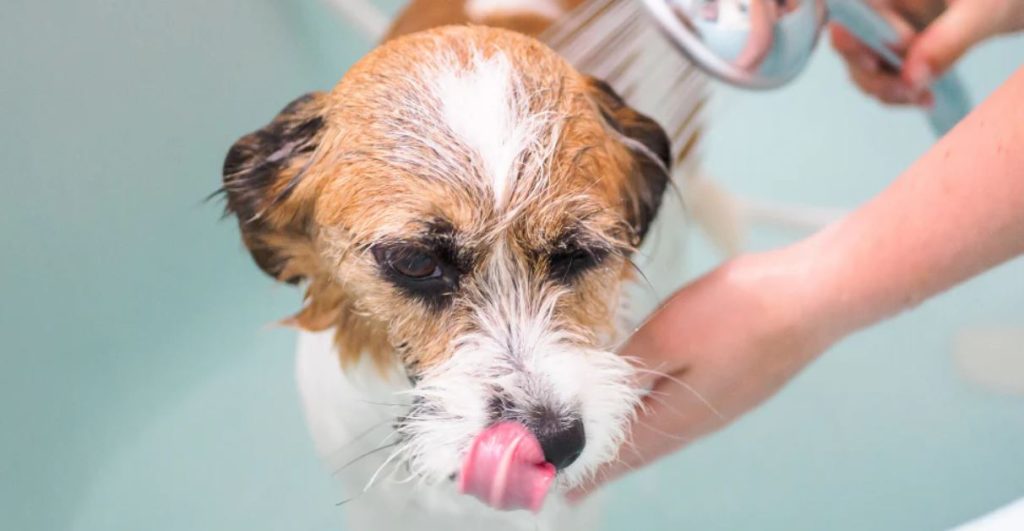 Bath To Your Dog