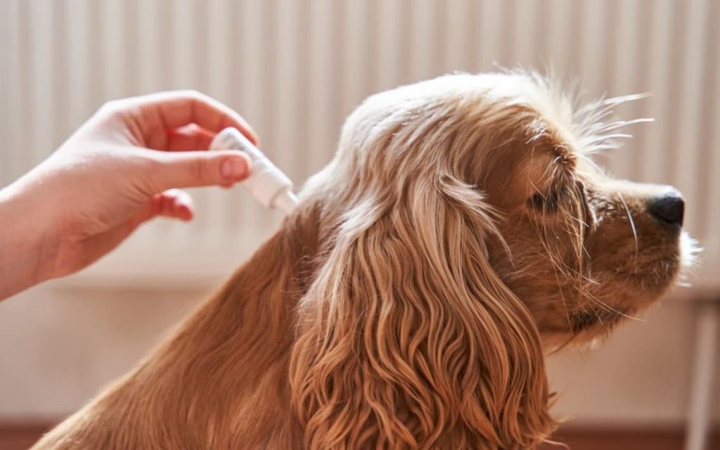 Best Flea Treatments For Dogs