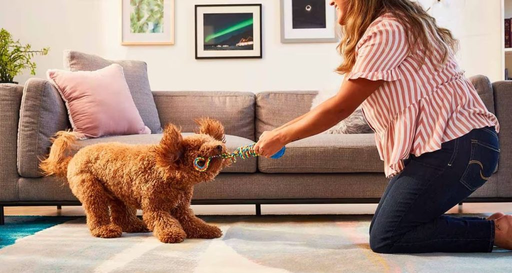 Have A Fun-Filled Playtime With Your Dog