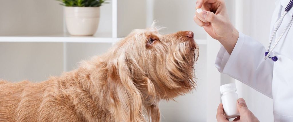 Medications To Sedate Your Dog