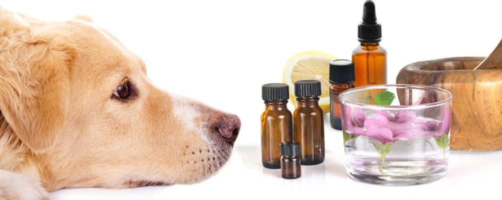 dog Aromatherapy